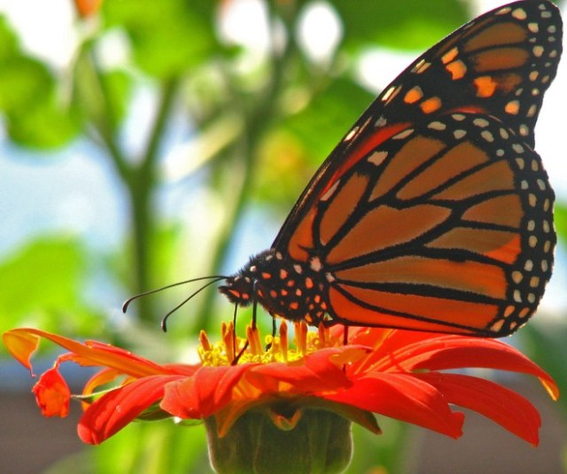 Adult Monarch on Tithonia Photo:http://palmraeurbanpotager.com