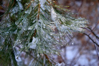 Frozen pine