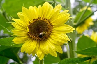 Bumblebee/Sunflower