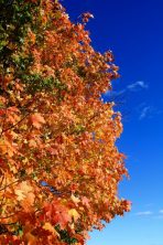 Sugar maple, autumn